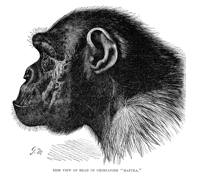 Symposium: Human & great apes speciation : molecular insights | 24 ...